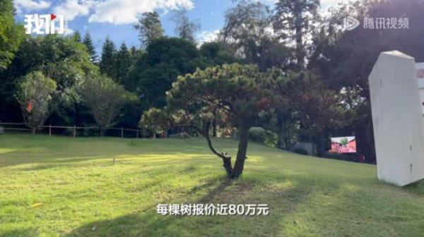 鑫旺资管 多方回应采购价80万每棵的树死多棵 天价树争议未决