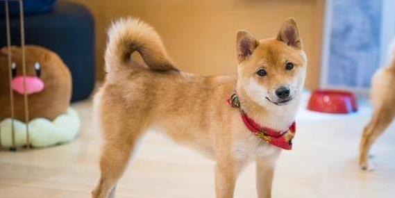 宏图优配 柴犬倔得像老头，边牧聪明偏捣蛋，教狗绝招你知道？