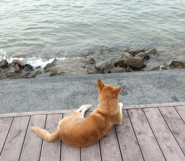 指南针股票 有钱人为什么爱养猫狗？这5个原因，戳中了多少人的内心！