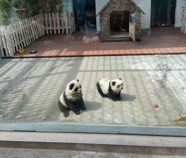 鑫配资 泰州动物园脑洞大开，松狮犬变身熊猫，游客拍手叫绝却惹争议？
